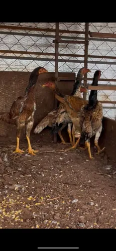 Frangas índio shamo