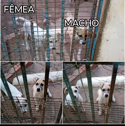 DOAÇÃO DE FILHOTES