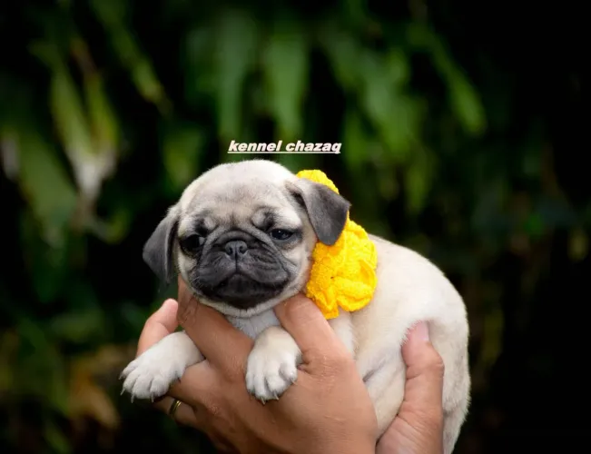 Pug bebês padrão mini em campinas para seu apto