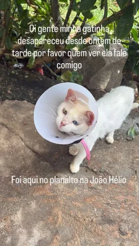 Ela desapareceu aqui no planalto eu tou sofrendo muito quem ver fale comigo