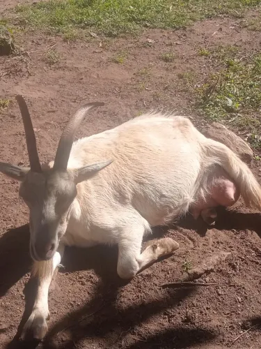 Cabras de alta produção de leite