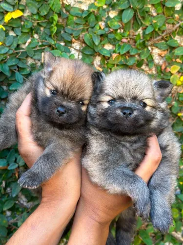 ? FILHOTES DE SPITZ ALEMÃO (LULU DA POMERÂNIA) DISPONÍVEIS! ?