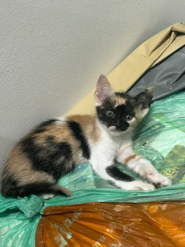 Gato filhote adoção 
