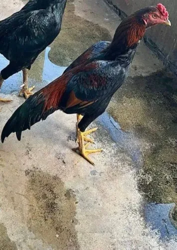 Frango galo índio