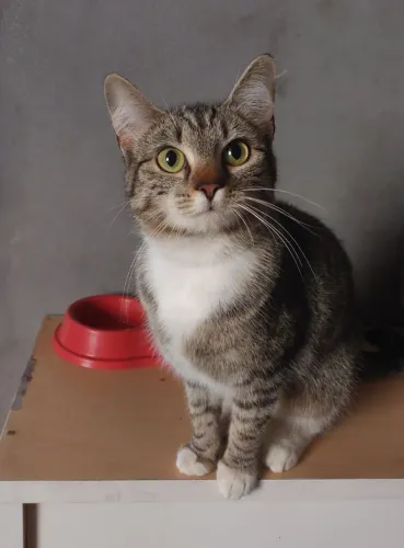 Gata pra doação
