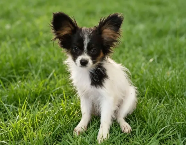 Papillon filhote fêmea 