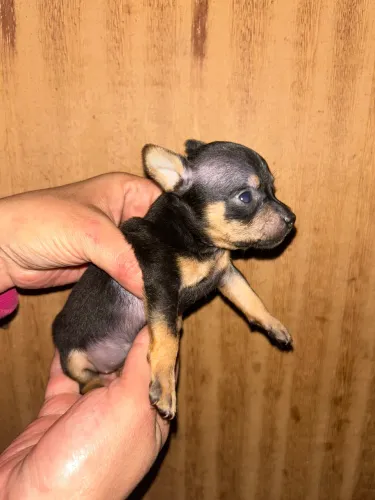 Pinscher Zero