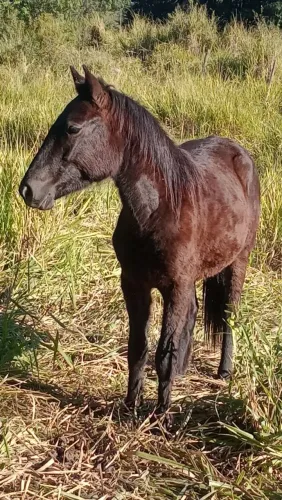 Potranca QM preta sem documento