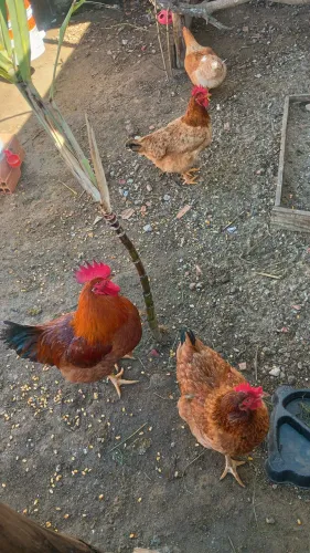 Galinhas e galo