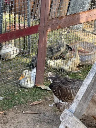 Venda de pintinhos de diversas raças de aves especiais 