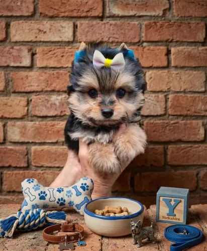 Seu mais novo amigo fiel,está aq pronto para ir para um lar novo