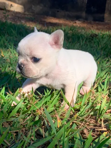BullDog francês 