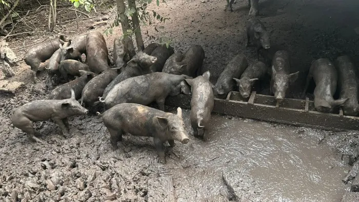 Porcos caipiras