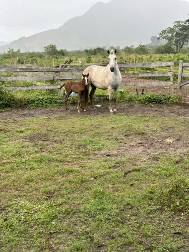 Égua manga larga registrada