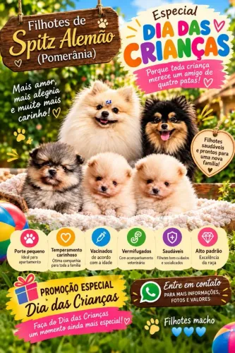Lindos filhotes de Lulu da Pomeranea disponíveis