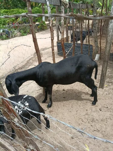 Carneiro