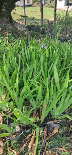 Falsa iris azul