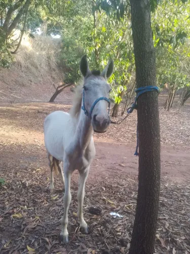 Potro pampa escondido.
