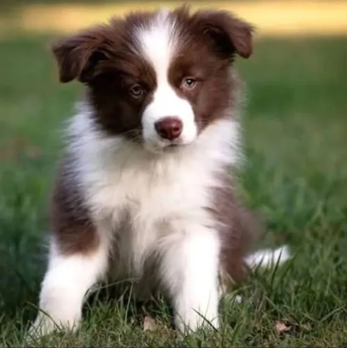 Filhote de Border Collie disponível para venda.