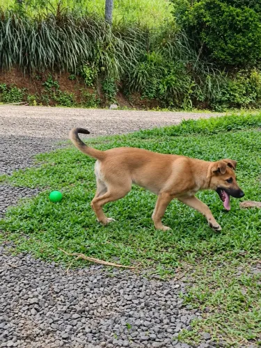 Cachorro com mistura de Pastor Belga e Border Collie 