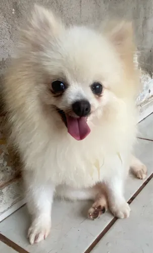 Lulu da Pomerânia 
