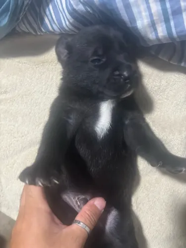 Cachorro para adotar