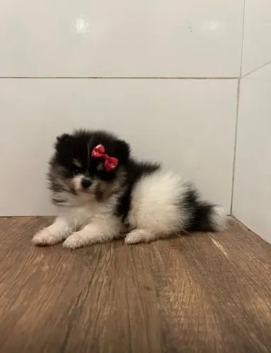 Lulu da Pomerânia 