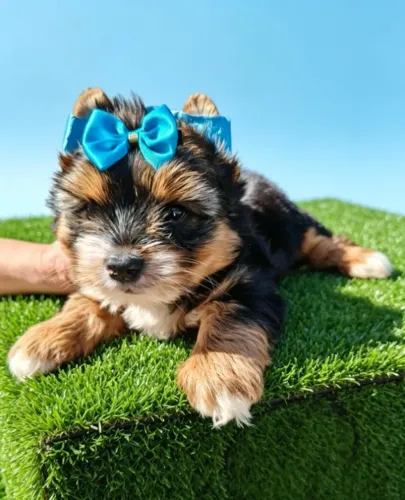 Yorkshire Mini Muito Fofo