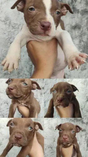 Filhotes de Pitbull para vender