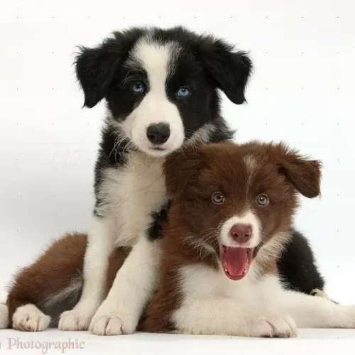 Border Collie Filhotes Criados com Dedicação