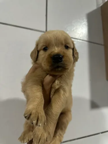 Filhotes de Golden retrivier