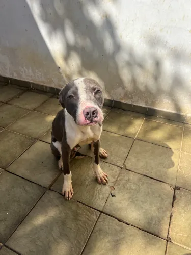 Adoção de PitBull