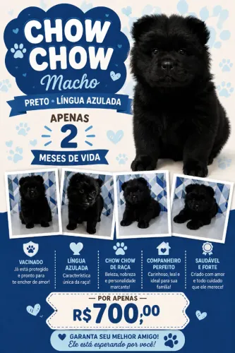 Cachorro chow chow