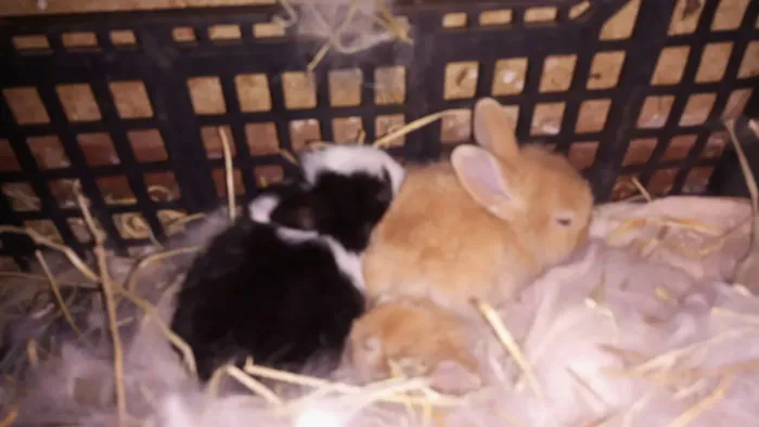 Filhotes de coelhos