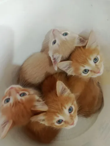 Gatinho doação