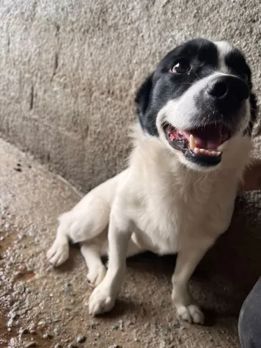 Cachorro com 1 Ano