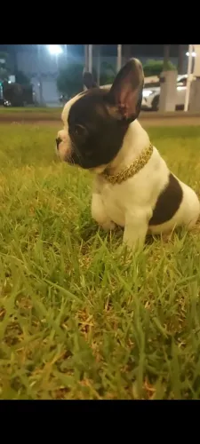 Buldogue francês micro