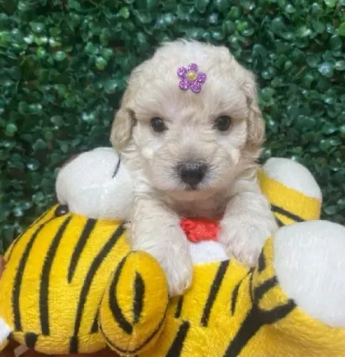 Poodle micro toy 