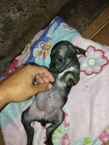 Doação de cachorro, 2 fêmeas