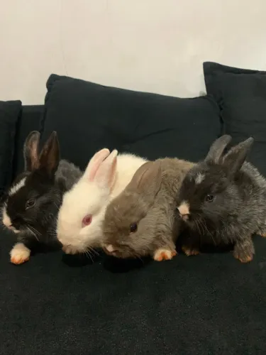 Vendo filhotes de coelhos