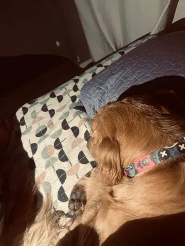 Golden retriever pura fêmea de 1 ano e 2 meses