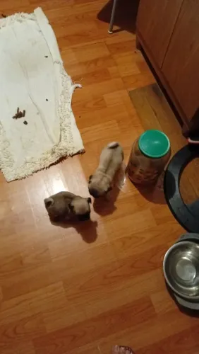 Vendo filhotes de Pug 8