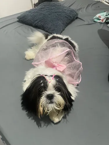 Shih tzu fêmea 8 meses 