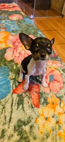 Pinscher fêmea 0