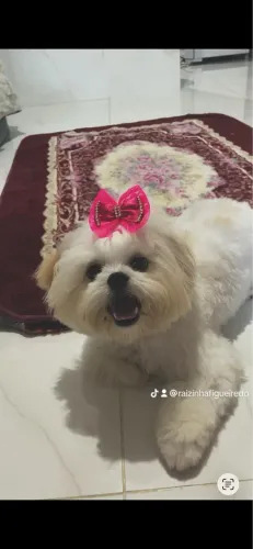 Shituz