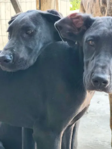 Lindos filhotes de Dogue Alemão