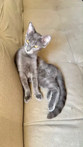 Gata cinza