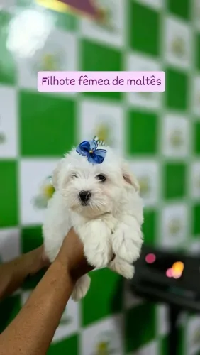 Maltes fêmea