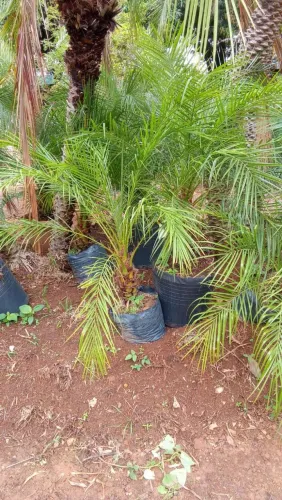 Mudas frutíferas jabuticaba e laranjas