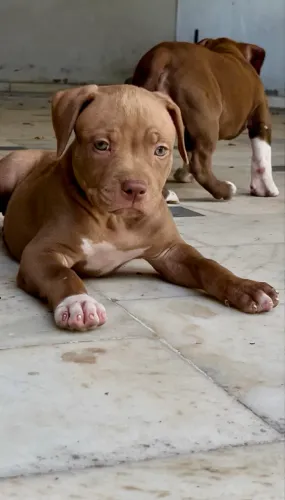 American Bully XL Monster